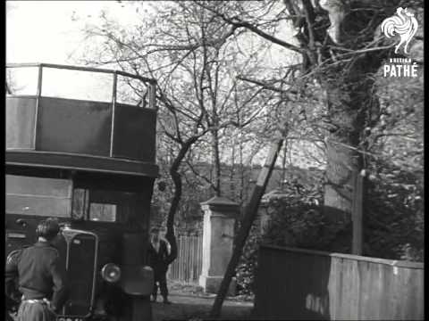 Tree Lopping (1952)