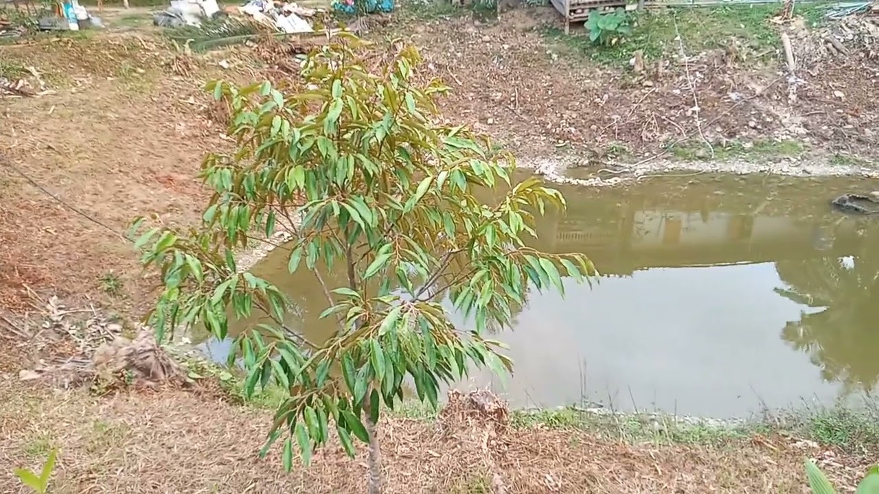 ชมบรรยากาศยามเย็นรดน้ำต้นไม้สวนเศรฐกิจพอเพียง