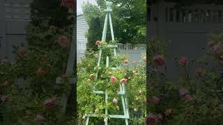 Colette climbing rose. NJ zone 7.