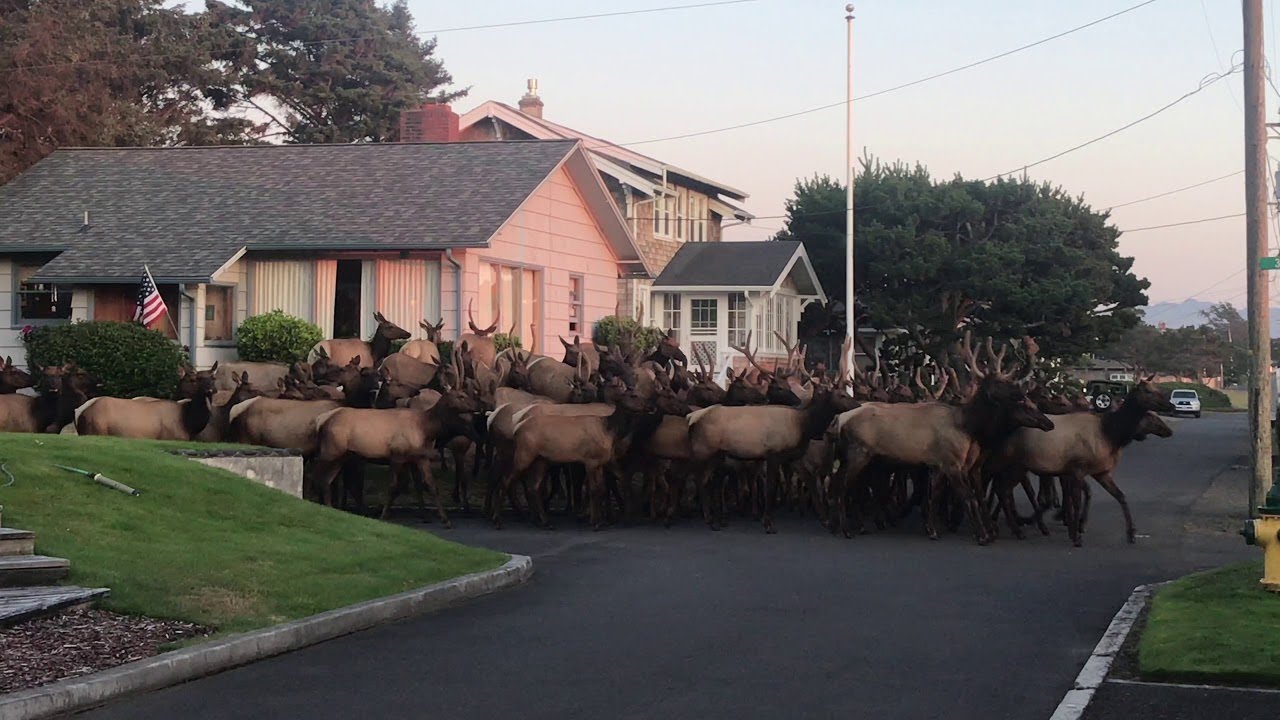 Huge Elk Herd Gather Outside House || ViralHog
