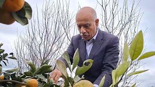 Masallı Ri̇h Başçısı Araz Əhmədov Sitrus Meyvələrinin Yığımında Iştirak Edib.