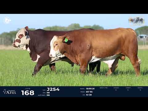 LOTE 168 - BRAFORD J182, J254