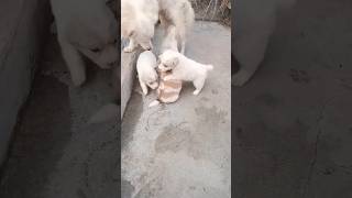 Innocent little dogs #dog #pets #dogshorts #trending #tomtom