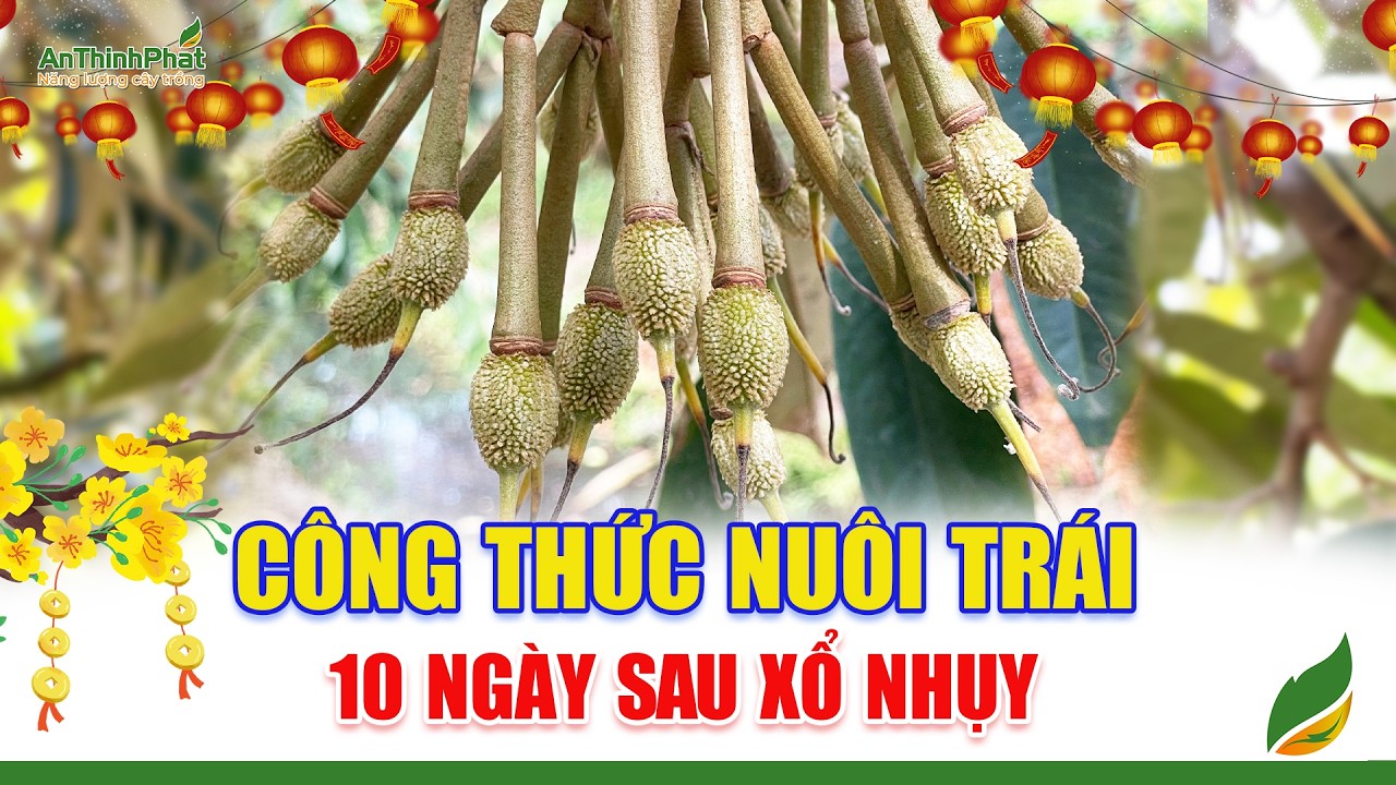 Công Thức Nuôi Trái Giai Đoạn 10 Ngày Sau Xổ Nhụy | An Thịnh Phát