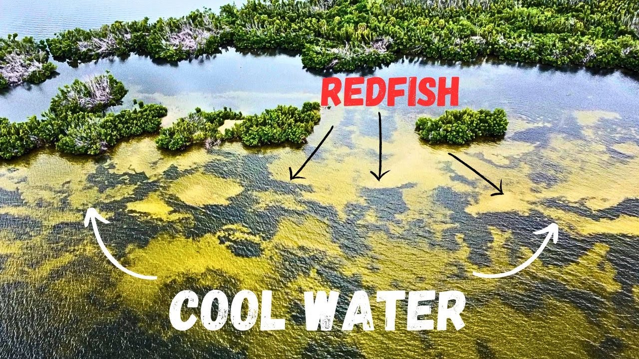 Why are Fish on Wind-blown Shorelines? | New Twitch Bait (Tweaker ...