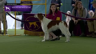 Setters (Irish Red and White) | Breed Judging 2023