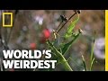 Deadly Praying Mantis Love | World's Weirdest