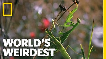 Deadly Praying Mantis Love | World