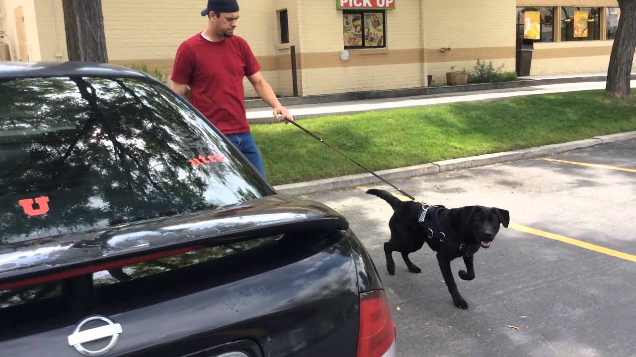 Service Dog Training for Children With Autism- Utah- 801 ...