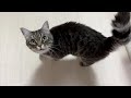 猫が鳴いたら即終了の生配信