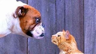 #my_dog meet a #cat# by No Cat No life 34 views 3 years ago 9 minutes, 7 seconds