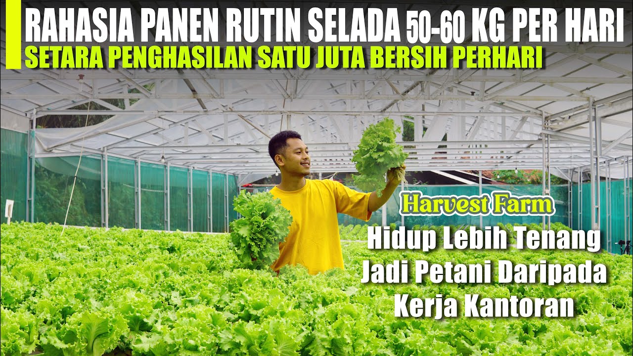 Tinggalkan Kerja IT Dan Memilih Bertani Selada, Penghasilan Bersih Bisa Satu Juta Rupiah per hari