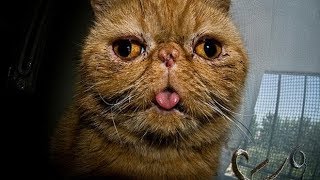 Angry Cats Compilation 2018 - Cats Just Never Fail To Make Us Laugh by TimeSquad 166 views 6 years ago 9 minutes, 52 seconds