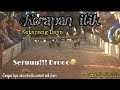 #Kerapan itik||Jum’at-04-09-2020|| #ketapangDaya-Sampang-Madura-jawatimur