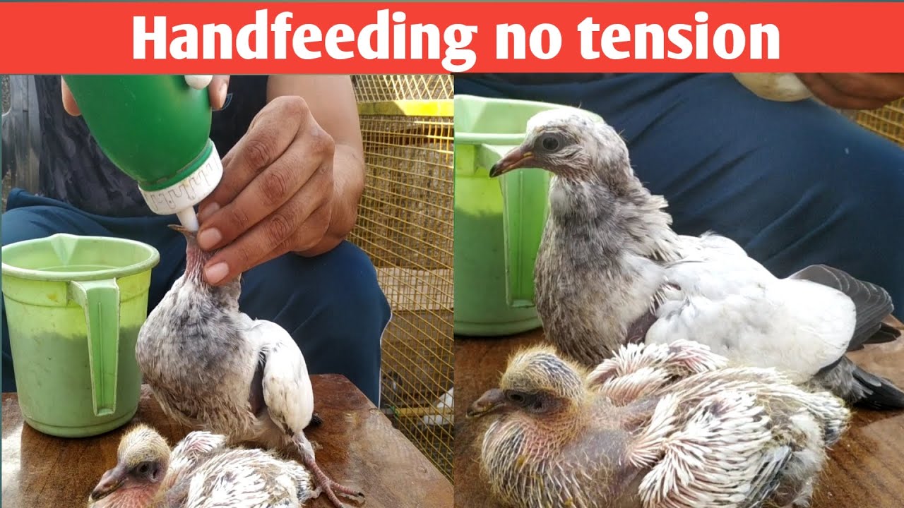 kabutar ke bachche ko handfeed krane ka aasan tarika