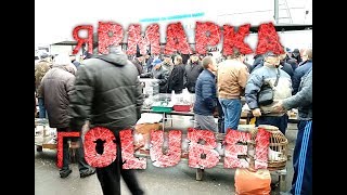 Выставка голубей в Туле 6 октября 2018 г. | Лучшая выставка 2018. Выставка голубей в Туле 6 октября 2018 г. | Лучшая выставка 2018.