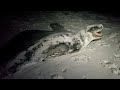 Encountering (and touching) a leopard seal at night on a beach in Tasmania.