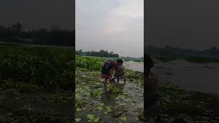 শুকনো মাটিতে আটকে পড়া মাছ সংগ্রহের দৃশ্য দেখুন #মাছধরা #দেশিমাছ #FishingLife #FishVideo #FreshFish