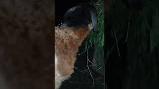 Shoon The Sheep Just For Entertment Haii