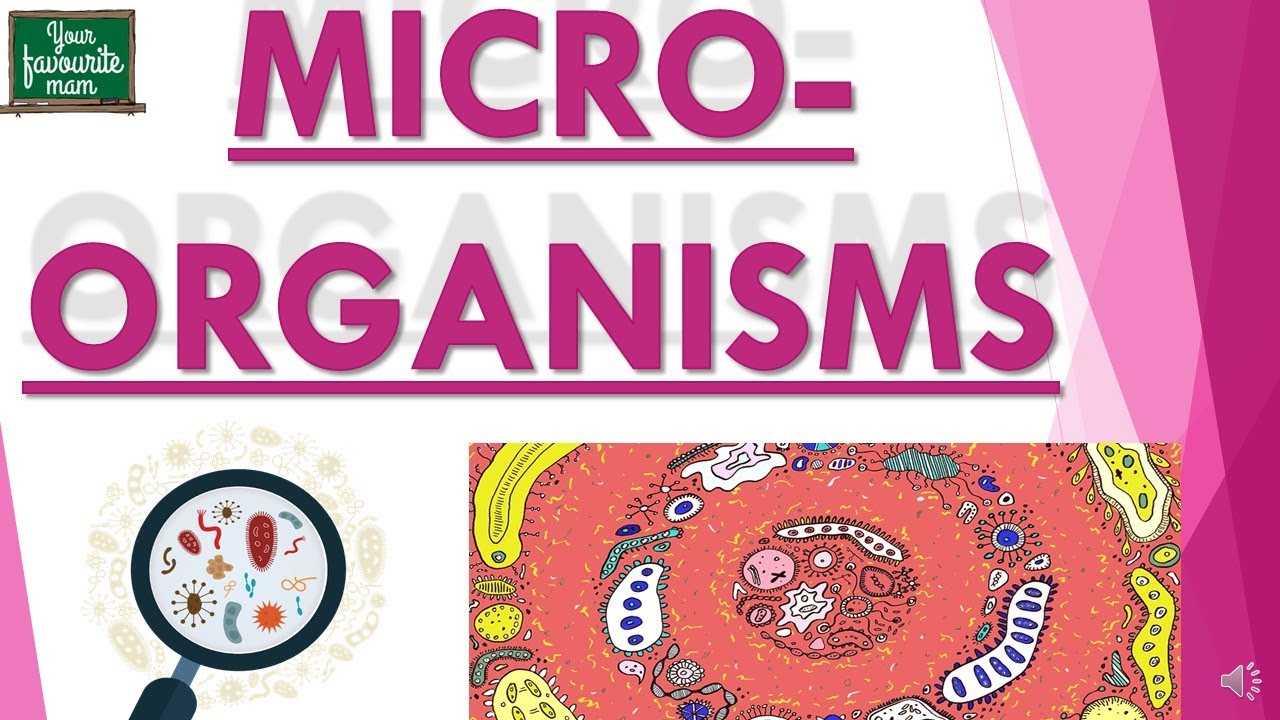 Microorganisms [ MICROORGANISMS: FRIEND AND FOE ] Science | Class 8 ...