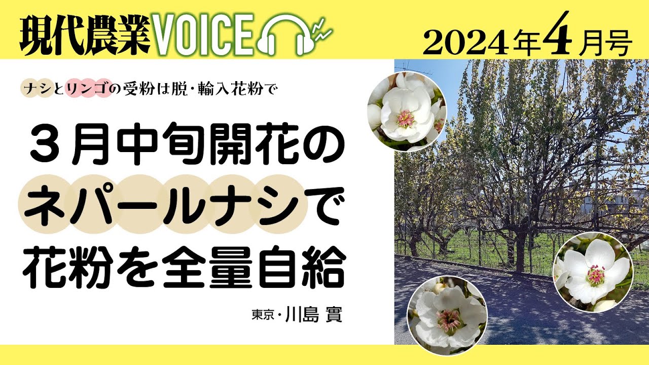 梨　粗花粉 ヤーリー 20g 発芽率80%以上 果樹】火傷病でゆれる ナシとリンゴの受粉は脱・輸入花粉で 3月中旬