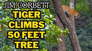 THE RAREST TIGER SIGHTING EVER IN DHIKALA | TIGER CLIMBS 50 FEET TREE IN JIM CORBETT NATIONAL PARK
