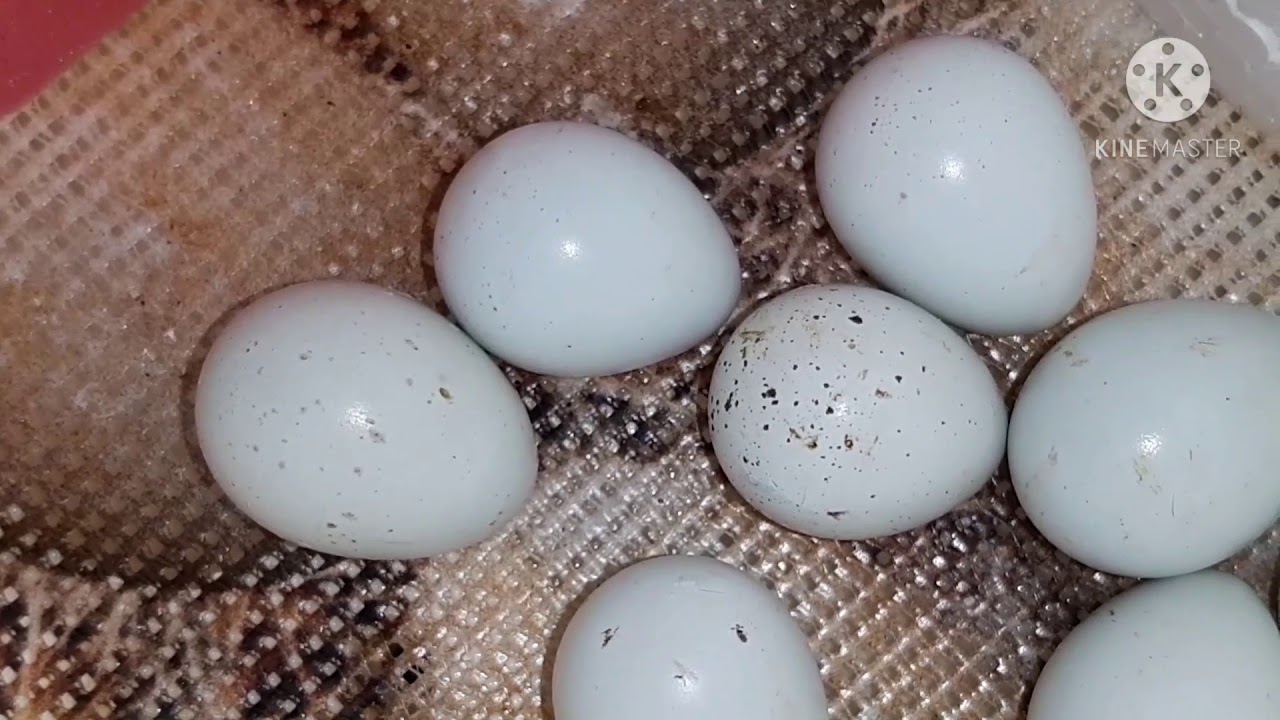 Инкубация перепелов