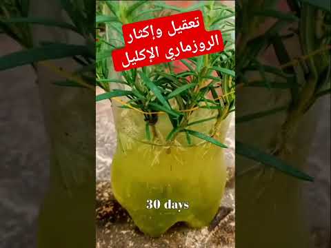 طريقة إكثار وتعقيل الروزماري أو إكليل الجبل زراعة Agriculture Farming