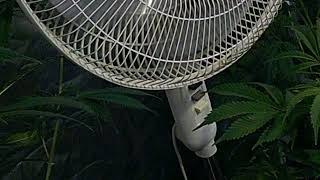 Cannabis & more with James