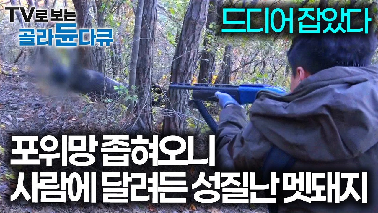사람을 쫓아간다는 신고받고 달려갔더니, 제대로 성질난 잡식성 멧돼지와의 긴박한 추격전｜극한직업｜