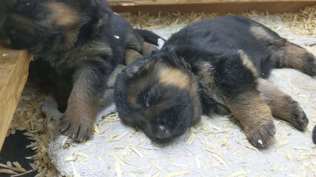 3 Week Old German Shepherd Puppies Youtube