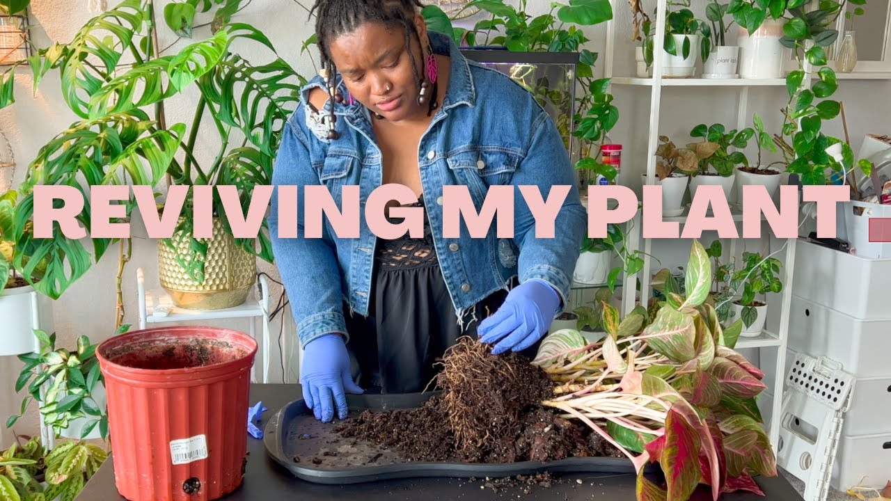 Plant SOS: How I Rescued my Aglaonema Red Emerald from Root Rot