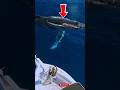 A Giant Beneath the Bow #short #sea #giantwhale