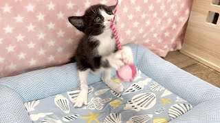 必死すぎる子猫の高速パンチが泣けるほど可愛い【ポノfam物語#28】The kitten's highspeed punch was too cute.