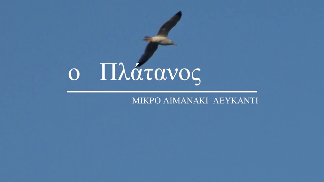 Ταβέρνα ο Πλάτανος Λευκαντί