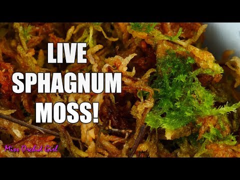 Video: Saan ako makakahanap ng live na sphagnum moss?
