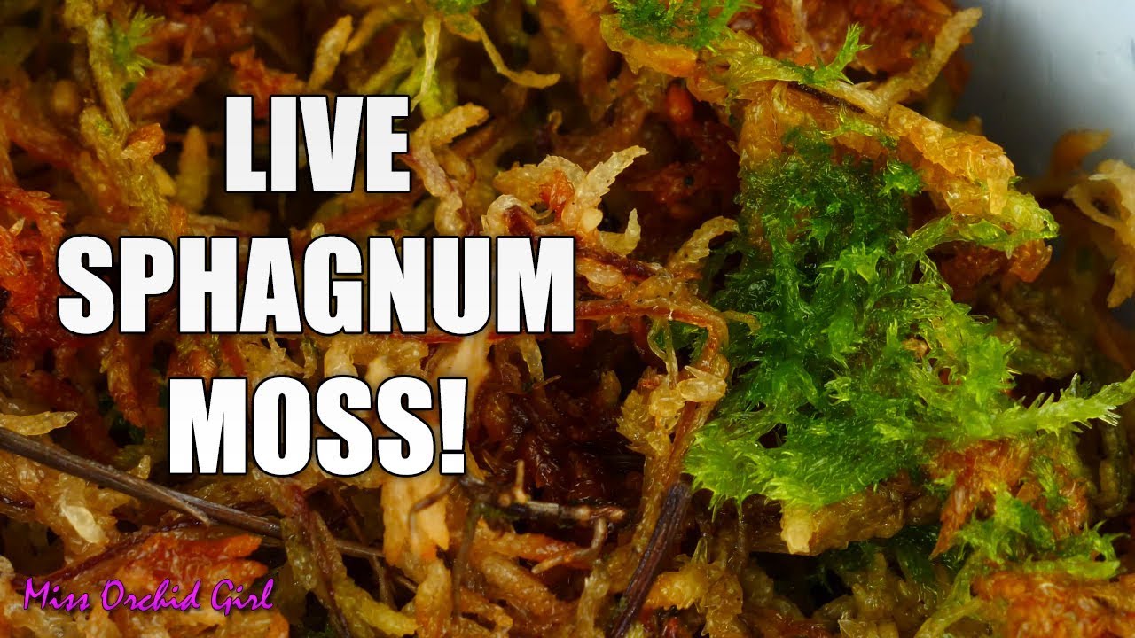Harvesting live Sphagnum Moss from recovering Orchid pot! YouTube