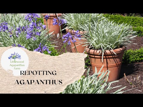 Repotting Agapanthus | How to repot Agapanthus plants | Littlewood Agapanthus Farm | Agapanthus Care