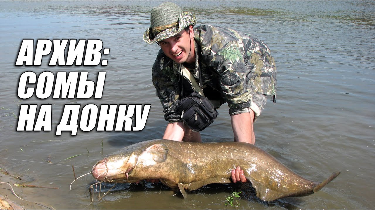 Рыбалка на сома донками, как поймать сома, на что ловить сома, сом в ...