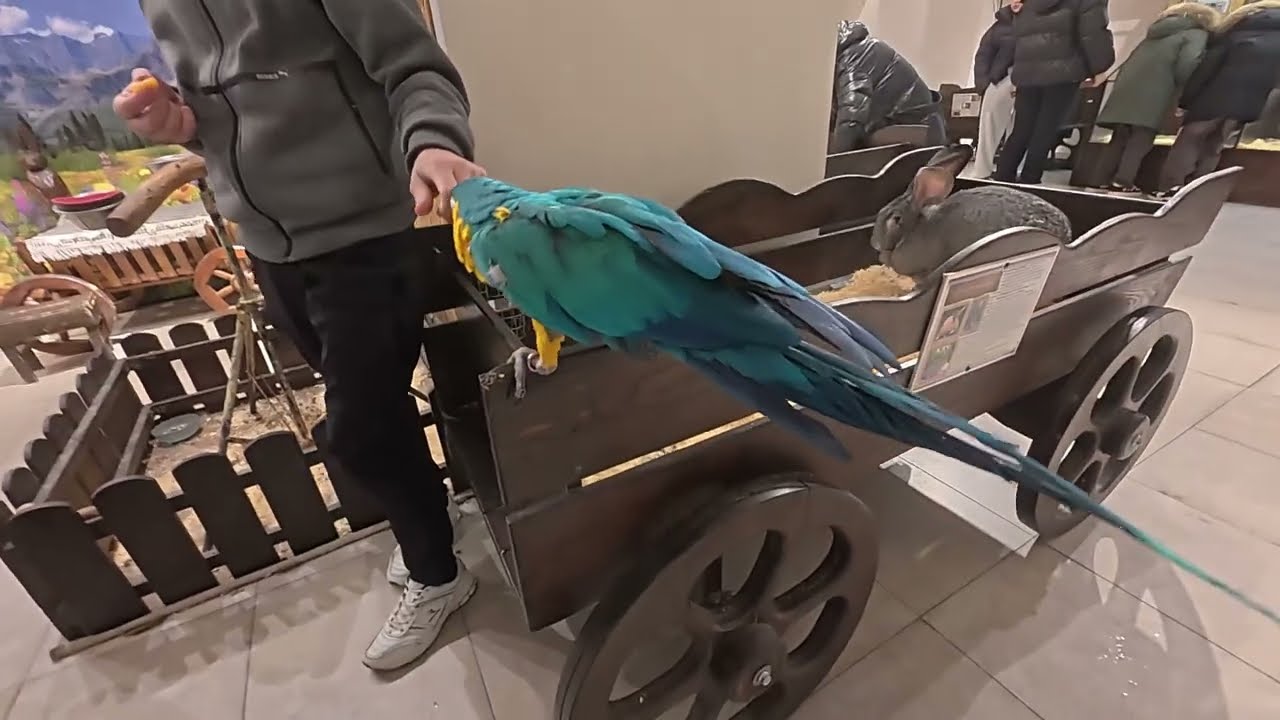 вистовка животных имено(кролей, птиц) происхождения(трц дафи Харьков Геройв труда)