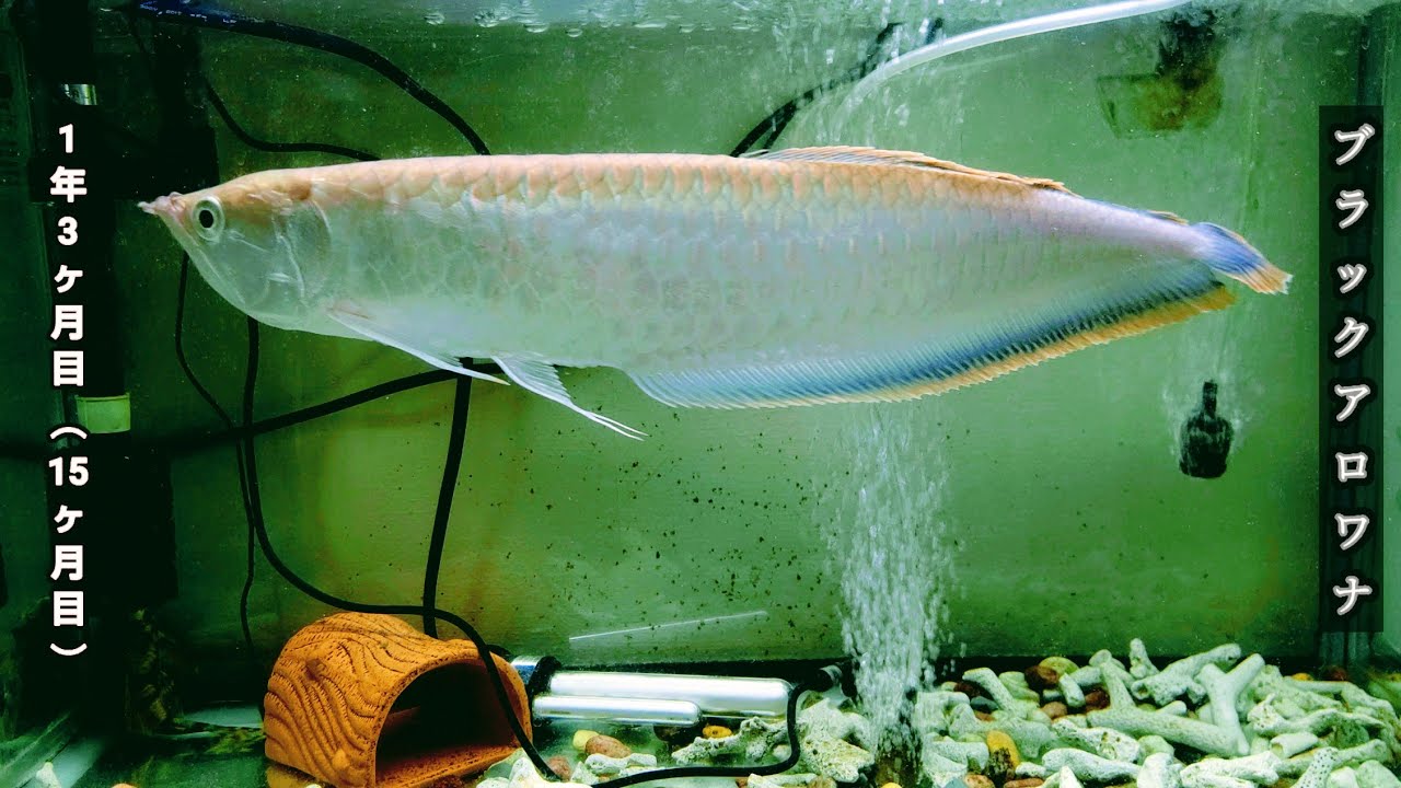 ブラックアロワナ ポリプテルスラプエン ポリプテルスデルヘッジ