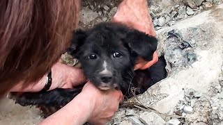 😿15 Touching And Inspiring Animal Rescues 🐶 Wealth