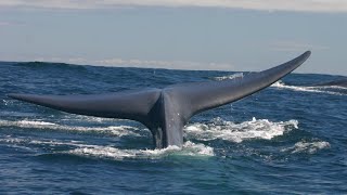 The Alfaguara (Blue Whale) Project