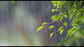 Rains Of Meghalaya  Music for relaxation