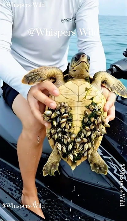 Gentle Care for a Baby Sea Turtle – A Beautiful Ocean Moment  #turtle #wildliferescue #seaturtles