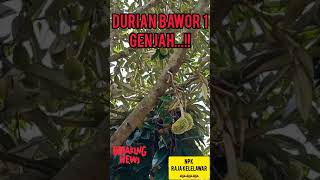 Durian Bawor vs Musangking Genjah mana ? ( part 1)
