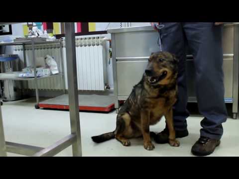 Video: Kako Uzeti Psa Iz Skloništa