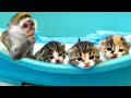 Baby monkey Susie takes care of foster kittens without a mom cat