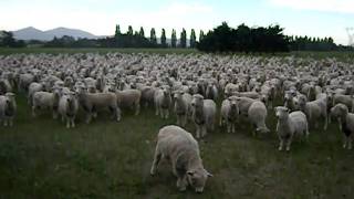 SHEEP PROTEST FREAKING HILARIOUS!! (Original Upload #1)