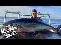 5 monster tunas  in 1 day  fishing cape town south africa